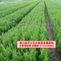 瓜子黄杨