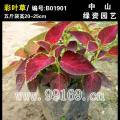 彩叶草