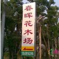 美丽异木棉