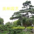 黑松