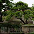 台湾罗汉松