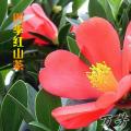 红花茶