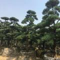 本地罗汉松