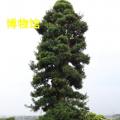 罗汉松