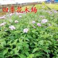 马缨丹