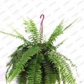 其它观花植物