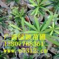 广西购买罗汉松苗，上门送货，全国拓展邮购业务
