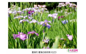 端午到菖蒲花开 扬州举办菖蒲花展