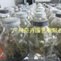 金线莲