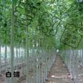白蜡