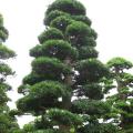 日本罗汉松