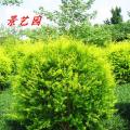 黄金香柳