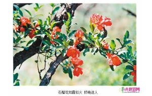 石榴花如霞似火 首届临潼石榴花节开幕