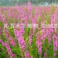 千屈菜