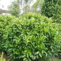 非洲茉莉