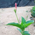 大花芦莉