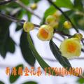 金花茶