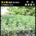 美女樱