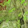 青檀