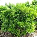非洲茉莉