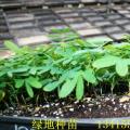 黄槐