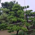 罗汉松