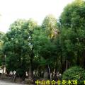 多杆香樟