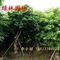 假萍婆
