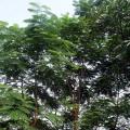凤凰木（红花楹）