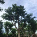 凤凰木