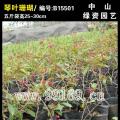 琴叶珊瑚
