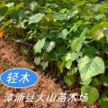 轻木