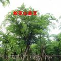 粉花山扁豆