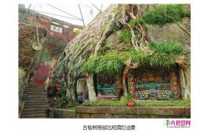 四川:乐至千年树抱佛病危 请来专家“把脉诊治” 四川:乐至千年树抱佛病危 请来专家“把脉诊治”
