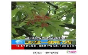 云南元江发现濒危珍贵植物——云南火焰兰
