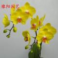 蝴蝶兰（富乐夕阳）