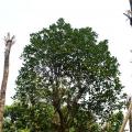 树菠萝