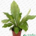 其它观花植物