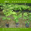 花梨木苗,花梨木树苗,降香黄檀树苗,黄花梨苗,花梨木种子,花梨木小苗,花梨木筛苗,花梨木种苗,海南黄花梨木,花梨木种植,黄花梨木树苗,花梨木种植技术,海南黄花梨木树苗