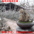 潍坊临朐迎春梅,梅花,迎春花,