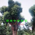 移植大香樟