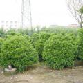非洲茉莉