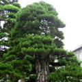黑松