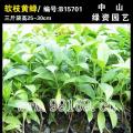 软枝黄蝉