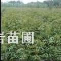 供应花椒苗，刺槐苗，国槐苗，紫穗槐苗