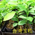 兰屿肉桂
