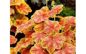 植物认知 | 现在花园都流行种“草”了，叶子比花还好看