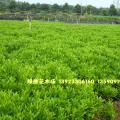 非洲茉莉 灰莉