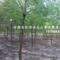 乌桕