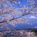 日本樱花